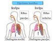 Prezentācija 'Cilvēka elpošanas orgānu sistēmas uzbūve un funkcijas', 8.
