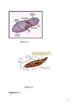 Referāts 'Vienšūņi', 14.