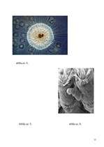 Referāts 'Vienšūņi', 15.