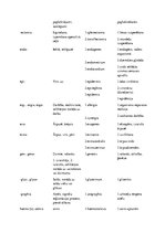 Konspekts 'Terminelementi latīņu valodā', 4.