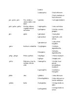 Konspekts 'Terminelementi latīņu valodā', 7.