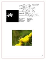 Referāts 'Medicīniskā parazitoloģija', 12.