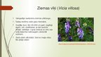 Prezentācija 'Ziemas un vasaras vīķi', 2.