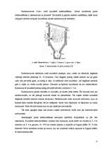 Referāts 'Kurināmais un kurtuves', 17.