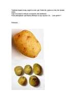 Konspekts 'Kartupelis', 2.