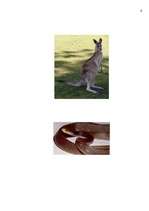 Referāts 'Austrālija', 6.