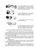 Konspekts 'Boksa treniņa drošības tehnikas noteikumi, iespējamās traumas un to profilakse', 6.