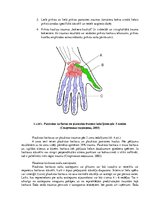 Konspekts 'Boksa treniņa drošības tehnikas noteikumi, iespējamās traumas un to profilakse', 8.