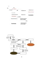 Referāts 'Albīnisms', 10.