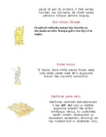 Konspekts 'Septiņi pasaules brīnumi', 2.