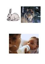 Konspekts 'Skaņas "b" artikulēšana', 11.