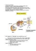 Konspekts 'Psihes bioloģiskie pamati', 1.