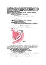 Konspekts 'Psihes bioloģiskie pamati', 3.