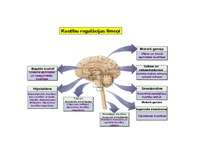 Konspekts 'Psihes bioloģiskie pamati', 5.