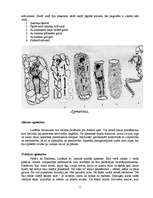 Konspekts 'Latvijas pirmiedzīvotāji līdz 13.gadsimtam', 7.