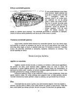Konspekts 'Latvijas pirmiedzīvotāji līdz 13.gadsimtam', 9.