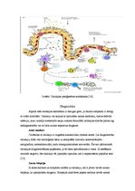 Konspekts 'Celiakijas diagnostika un ārstēšana', 6.