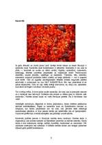 Referāts 'Brazīlija', 6.