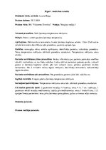 Prakses atskaite 'Prakses dienasgrāmata klīnikā', 17.