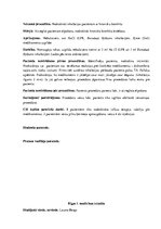 Prakses atskaite 'Prakses dienasgrāmata klīnikā', 33.