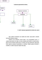 Biznesa plāns 'Biznesa plāns', 9.