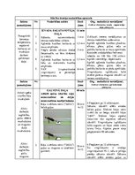 Konspekts 'Spēka izturības attīstīšana kāju muskulatūrai un dziļās muskulatūras nostiprināš', 2.