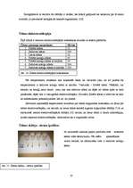 Referāts 'Dažādu ūdens paraugu ietekme uz kviešu graudu dīgšanu un infuzoriju tupelīšu vai', 20.