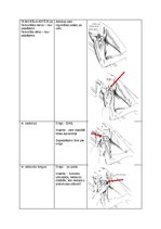 Konspekts 'Palpacijas pamatprincipi', 4.