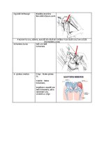 Konspekts 'Palpacijas pamatprincipi', 5.