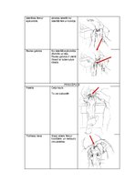 Konspekts 'Palpacijas pamatprincipi', 9.