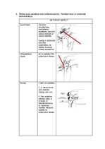 Konspekts 'Palpacijas pamatprincipi', 10.