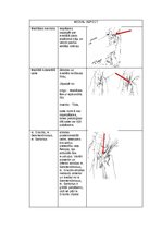 Konspekts 'Palpacijas pamatprincipi', 11.