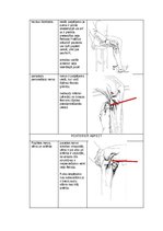 Konspekts 'Palpacijas pamatprincipi', 13.