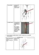 Konspekts 'Palpacijas pamatprincipi', 14.