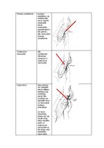Konspekts 'Palpacijas pamatprincipi', 15.