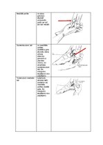 Konspekts 'Palpacijas pamatprincipi', 16.