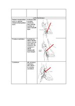 Konspekts 'Palpacijas pamatprincipi', 17.