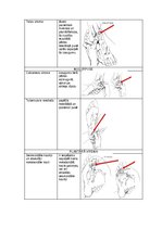 Konspekts 'Palpacijas pamatprincipi', 19.