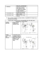 Konspekts 'Palpacijas pamatprincipi', 25.