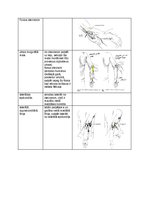 Konspekts 'Palpacijas pamatprincipi', 26.