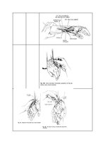 Konspekts 'Palpacijas pamatprincipi', 32.