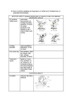 Konspekts 'Palpacijas pamatprincipi', 34.