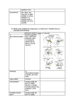 Konspekts 'Palpacijas pamatprincipi', 36.