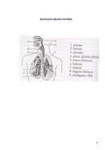 Referāts 'Runas prasmju attīstības iespējas un vingrinājumi elpošanā', 8.