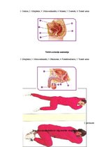 Referāts 'Cilvēku informētība par urīna nesaturēšanu, riska faktoriem un to profilaksi', 35.