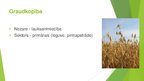 Prezentācija 'Graudkopība', 3.