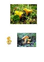 Konspekts 'Runas attīstība. Rotaļnodarbība ar runas dominanti', 7.