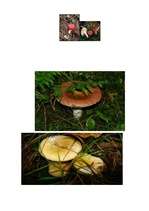 Konspekts 'Runas attīstība. Rotaļnodarbība ar runas dominanti', 9.