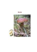 Konspekts 'Runas attīstība. Rotaļnodarbība ar runas dominanti', 10.