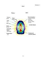 Referāts 'Aura un čakras', 43.